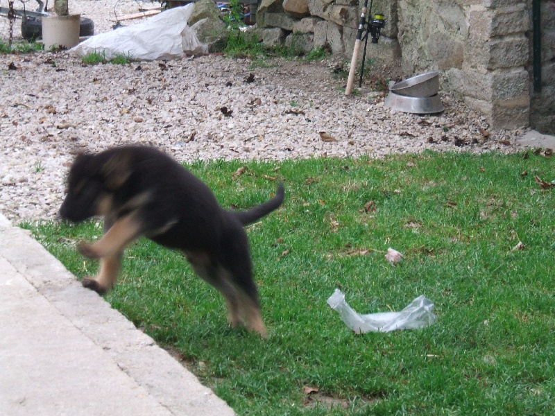 CHIOTS